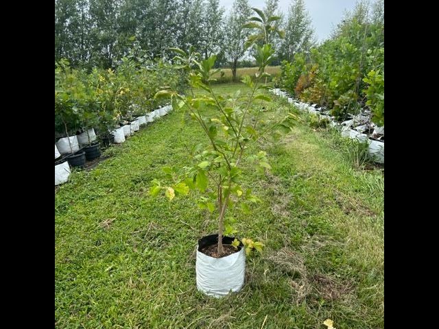 tree sapling